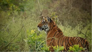 Jim Corbett National Park